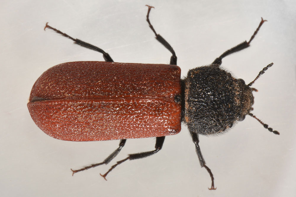 Bostrichidae: Bostrichus capucinus? S.